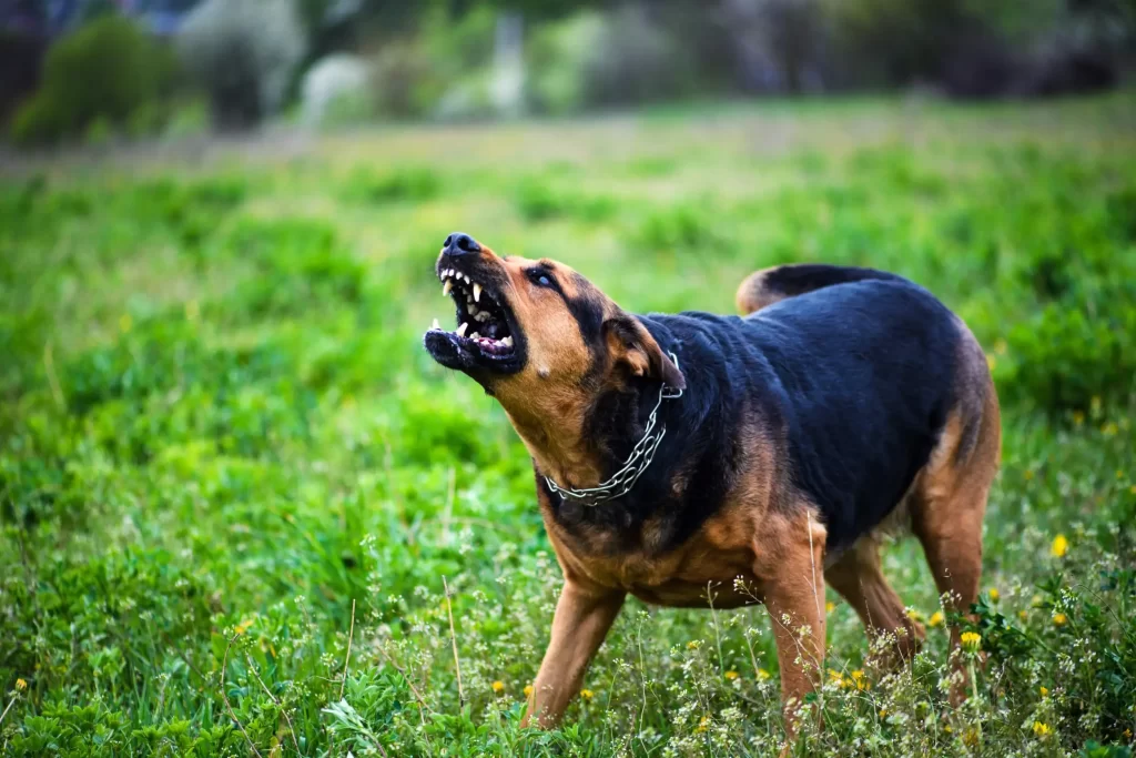 Dog Bite Attorney in Santa Ana, CA